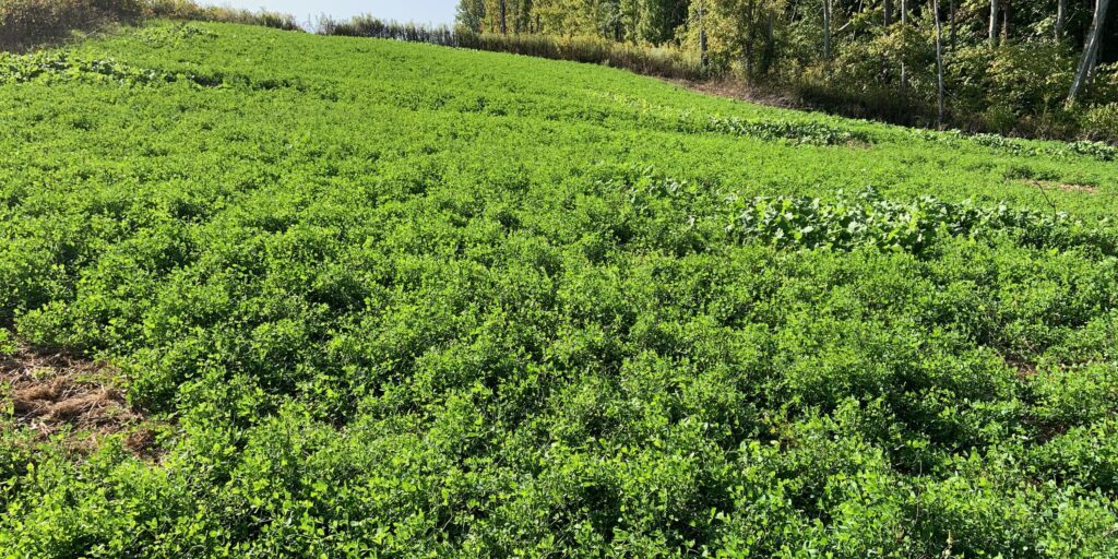 Should Alfalfa Be Part Of Your Management Plans?