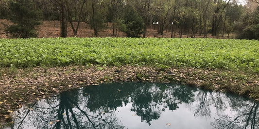 Quality Water for Quality Deer Hunting