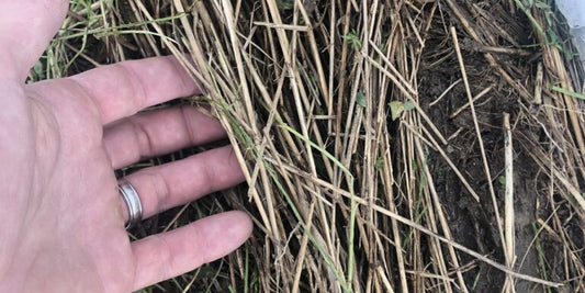 5 Things to Consider – Food Plot Soil Building