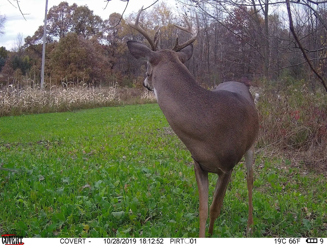 Is Nutrient Density Impacting the Whitetail’s Plant Selection?