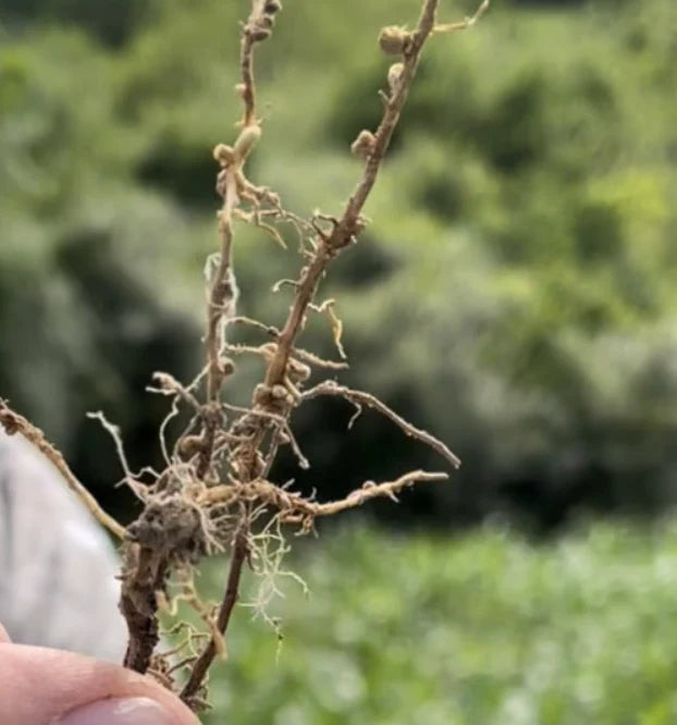 Soil Health Friday – Nitrogen Cycle?