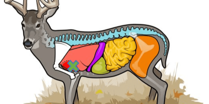ANATOMY OF A WHITETAIL