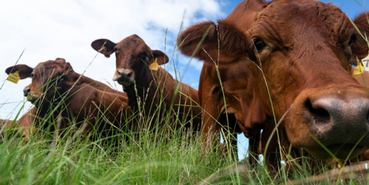 Integrating Livestock – But We Only Have Deer