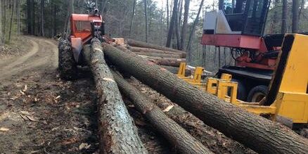 Timber Harvest Checklist – Things You Need To Consider