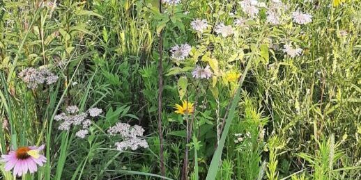 How to Plant Native Prairie, Wildflowers & CRP