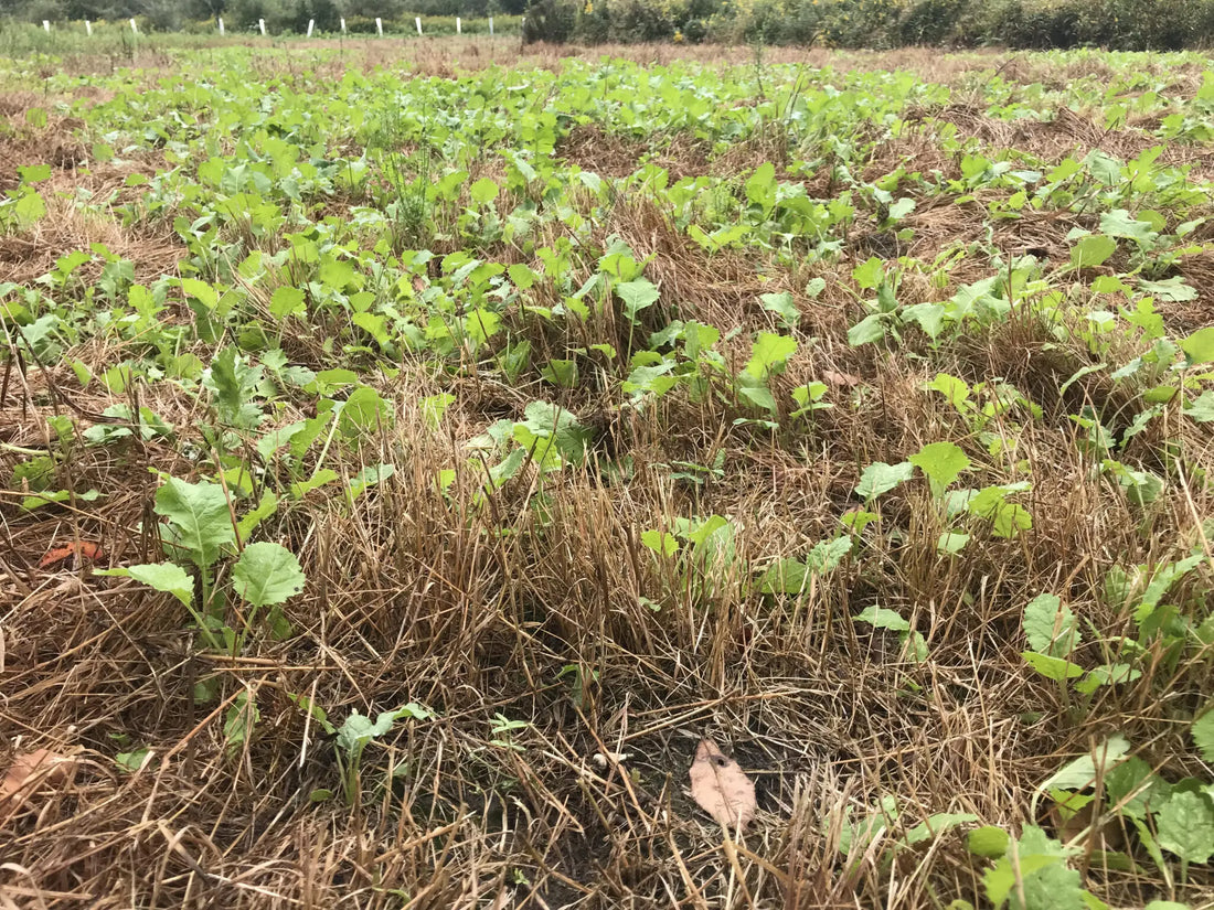 Simple Spray & Pray Food Plots