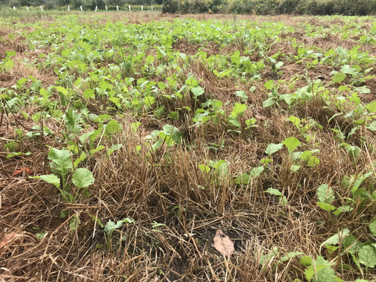 Simple Spray & Pray Food Plots